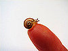 Snail Slime Skin Care