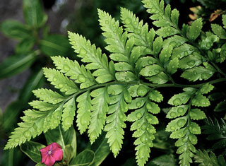 Fern and Milk Hair Conditioner