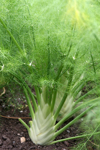Fennel: Love It or Hate It? Fennel: Love It or Hate It?