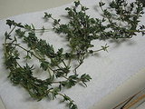 Homemade Thyme Cracker Recipe 2009-12-15 13:59:27