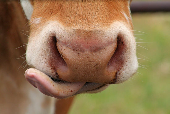 Guess What Animal? Guess What Animal?