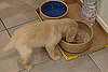 To the Rescue: Can Adult Dogs Eat Puppy Formula?
