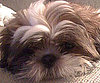 Pet Pic of the Day: Keith, King of Cute