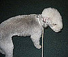 Pet Pic of the Day: Lance's First Showing