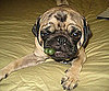 Pet Pic of the Day: YaYa Says "Yes" to Greenies