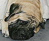 What Do You Know About Mastiffs?