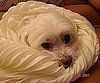 Pet Pic of the Day: Snug as a Dog in a Scarf