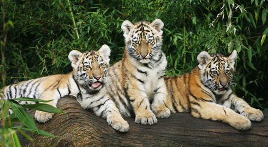 Rangar, Khan and Domur Rangar, Khan and Domur