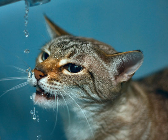 Water On Tap