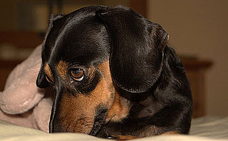 All-Natural Pet Stain Cleaning Tip