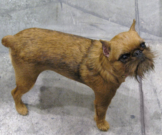 Guess What Breed? Guess What Breed?