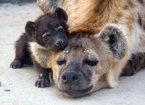 Are You My Pillow? Are You My Pillow?