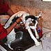 This Is No Condition(er) For a Cat