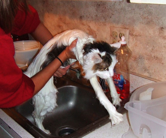 This Is No Condition(er) For a Cat This Is No Condition(er) For a Cat