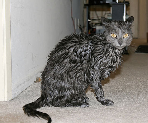 Soaking Wet Soaking Wet