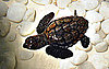 Hawksbill Turtles