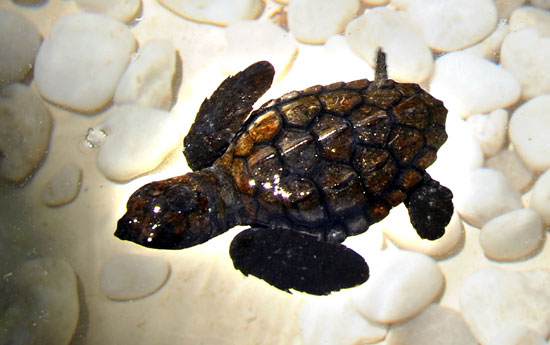 Hawksbill Turtles Hawksbill Turtles