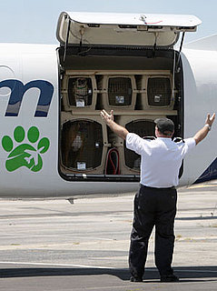The Scoop: Pet Airways Launches Thanksgiving Day "Flight to Freedom" For Adoptable Pets