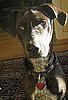 Do Tell: Guess Haiko's Breed!