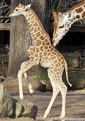 Sara Gets a Gentle Giraffe-y Nudge Sara Gets a Gentle Giraffe-y Nudge