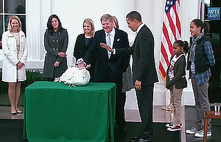 Quiz: Pardon Me, Little Turkey, It's 2009!