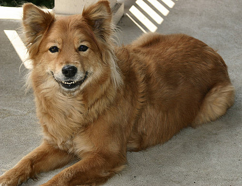 What Are Your Pets Giving Thanks For Today?