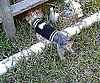 Pet Pic of the Day: Pip Peekin'