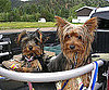 Pet Pic of the Day: Willis and Roxy Are Patiently Waiting