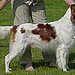 Meet the Breed: Irish Red and White Setter