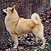 Meet the Breed: Norwegian Buhund 