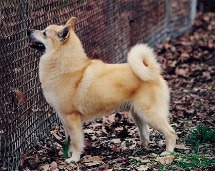 Meet the Breed: Norwegian Buhund Meet the Breed: Norwegian Buhund