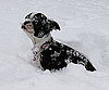 Pet Pic of the Day: Lulu's First Snow