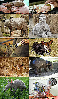 Who's the Oddest-Looking Zoo Baby in 2009?