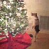 Super-Cute Video: This Dog's Rocking Around the Christmas Tree 