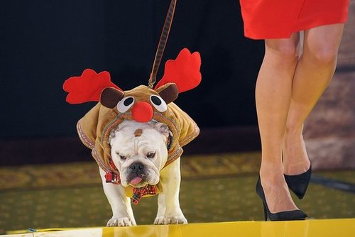 It's Rudolph! It's Rudolph!