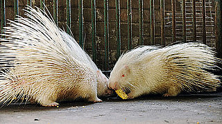 Guess What Animal?