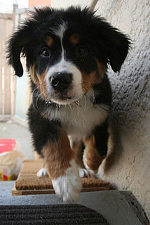 It's Bernese Puppy Party Time: In the LINK of an Eye! 