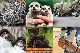 Who's the Cutest Zoo Twosome From 2009?
