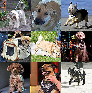 Who's Your Favorite Furry Face of 2009?