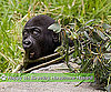Happy First Birthday, Handsome Hasani!