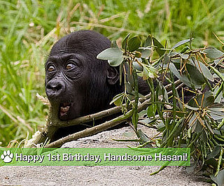 Happy First Birthday, Handsome Hasani!
