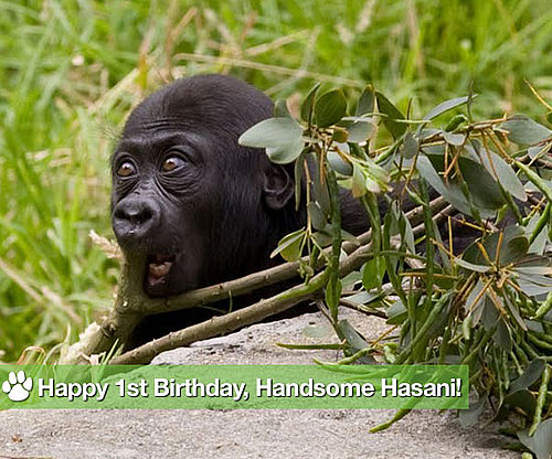 Happy First Birthday, Handsome Hasani!
