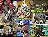 Who's the Biggest Zoo Baby Ham of 2009?