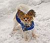 Share Your Pets' Best Wintry Photos!