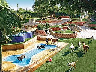 Canyon View Ranch Is Doggy Paradise: In the LINK of an Eye! 
