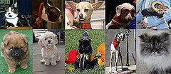 Most Missed Celebrity Pet or Celebripup of 2009? Most Missed Celebrity Pet or Celebripup of 2009?