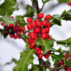 winter plants