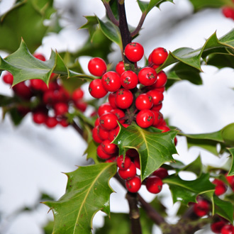 Which Winter Plants Are Toxic to Dogs? Which Winter Plants Are Toxic to Dogs?