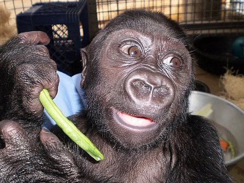 Who's Calling? Who's Calling?