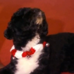 Super-Cute Video: Bo Obama Rings in the Season with Bells On